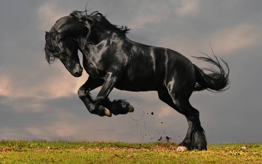 BlackStallion